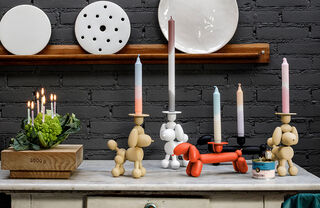 Can-Dog on tabletop